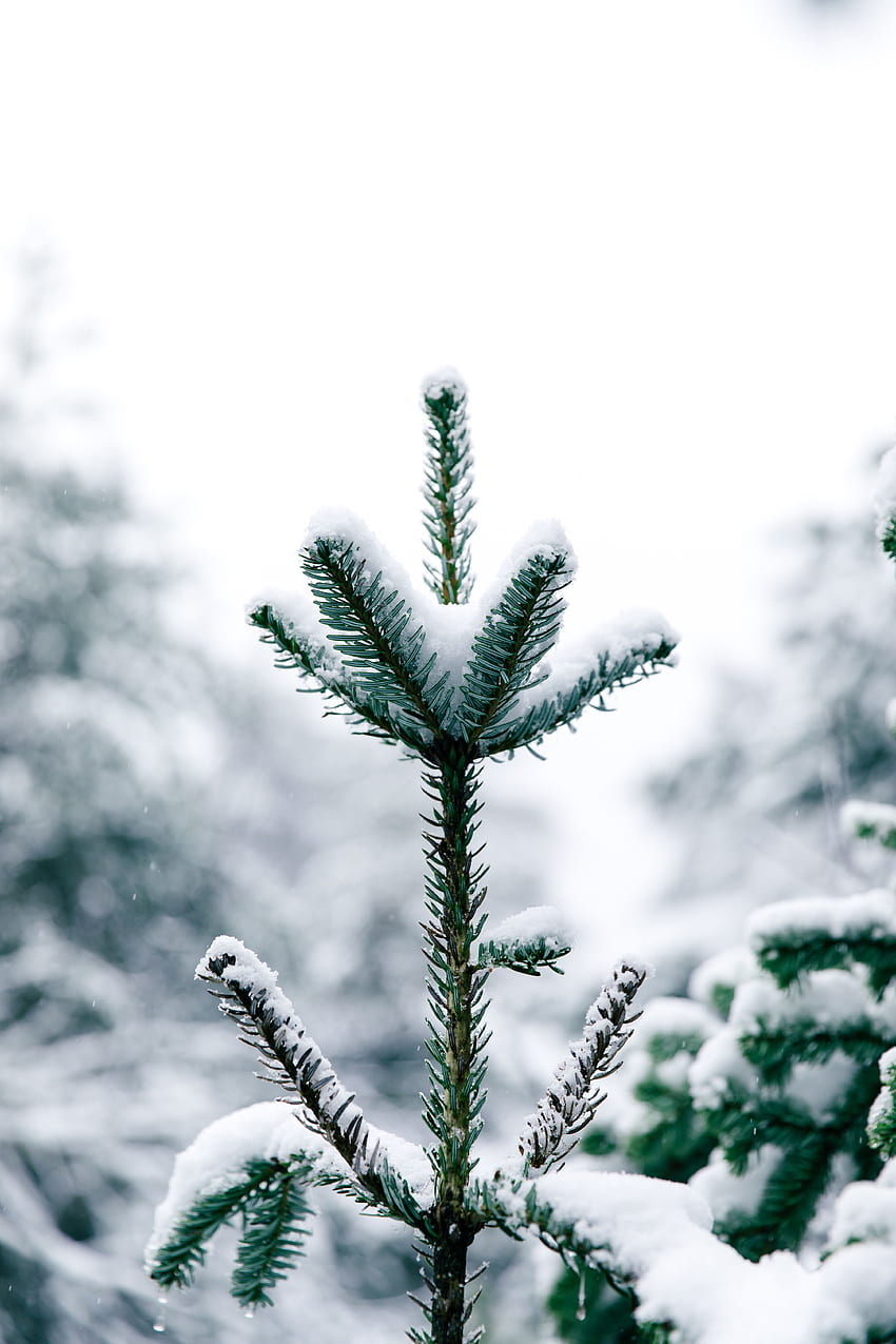겨울, 자연, 소나무, 눈, 나무, 나무, 바늘 HD 전화 배경 화면
