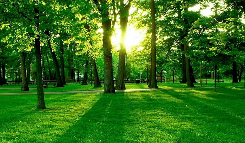 Изгрев, сенки, дървета, слънчева светлина, зелена трева, парк HD тапет