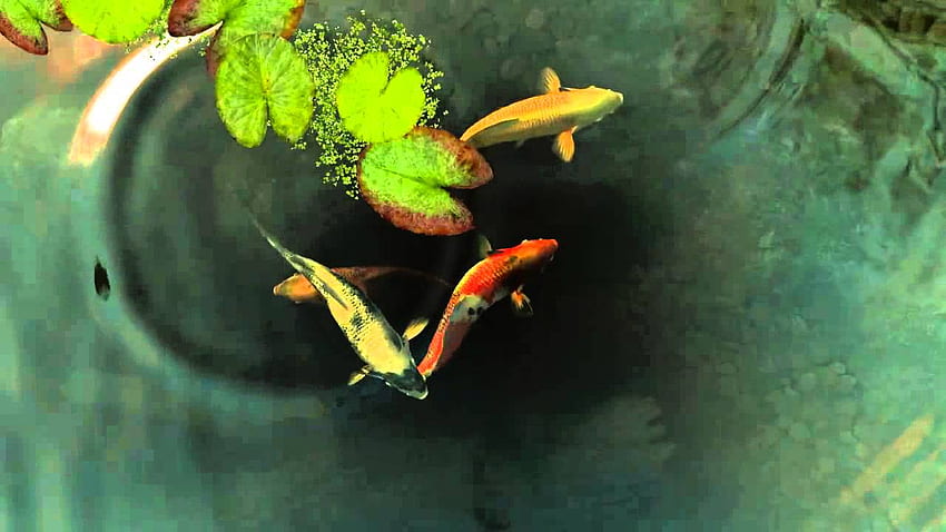 Koi fish live HD wallpaper | Pxfuel