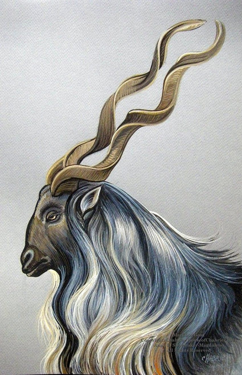 Markhor Goat by HouseofChabrier. Markhor, Goat art, Big cats art HD phone wallpaper