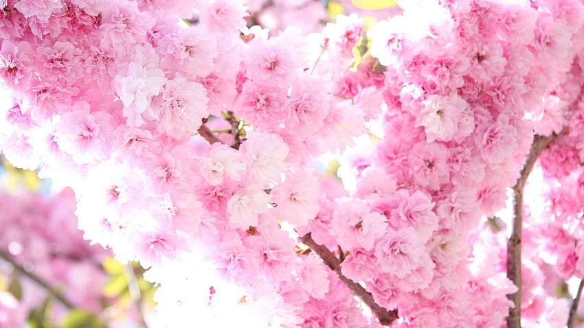 Spring, Flowers, Plant, Bloom, Flowering HD wallpaper