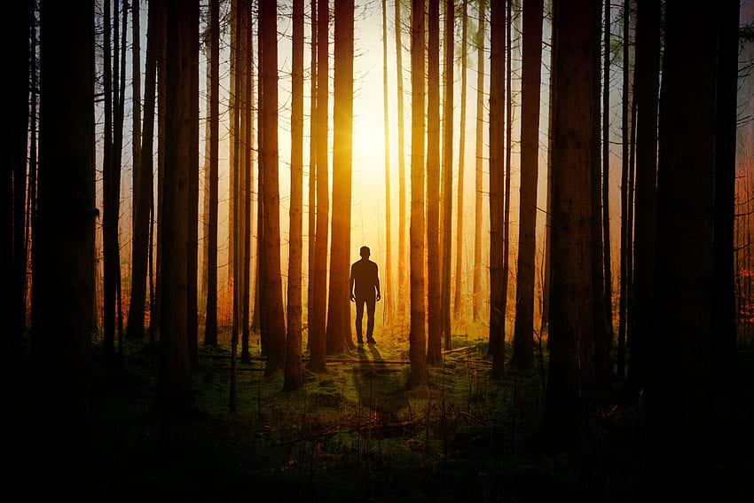 Natura, drzewa, sylwetka, las, człowiek, osoba Tapeta HD