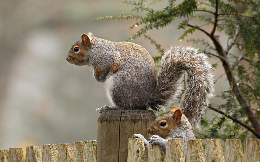 Squirrel, animal, tail, rodent HD wallpaper