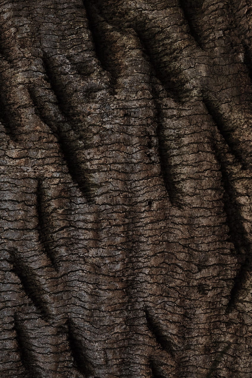Wood, Wooden, Tree, Texture, Textures, Relief, Bark HD phone wallpaper