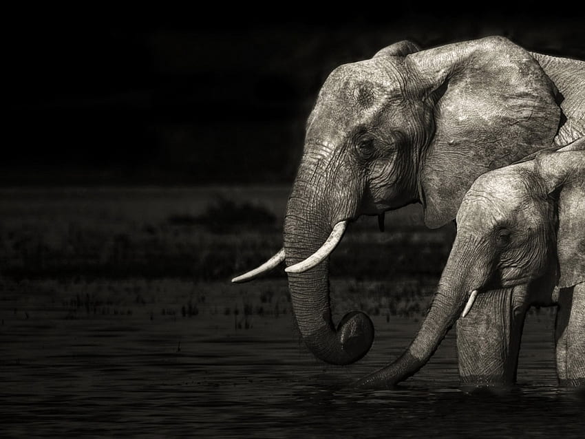 Семейство слонове, животно, семейство, слон, майка, дива природа HD тапет