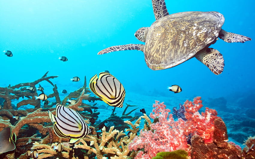 Zwierzęta, morze, ocean, podwodny świat, pływać, pływać, żółw Tapeta HD