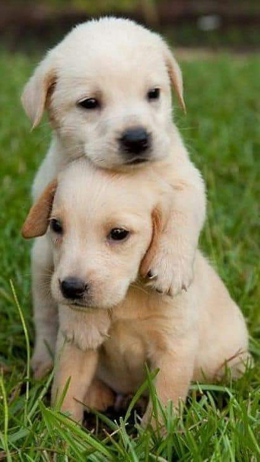 Cute Dog, Baby Dog, Puppy HD phone wallpaper