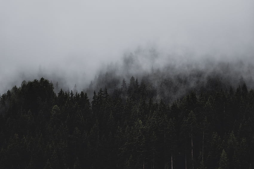 Nebbia di conifere - Foresta Nera Sfondo HD