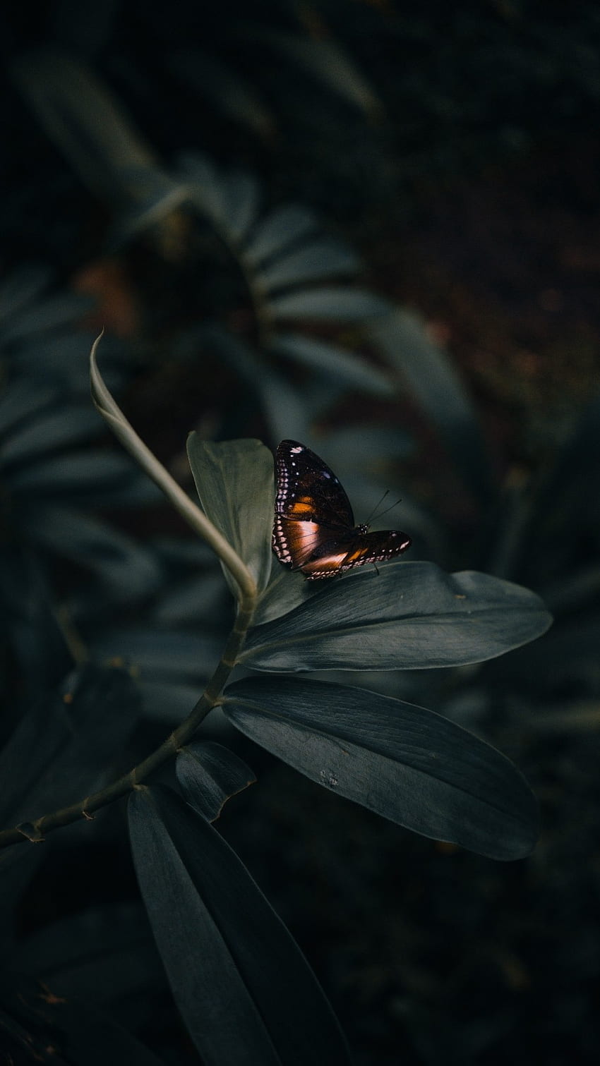 Черна пеперуда, прекрасна естетика HD тапет за телефон