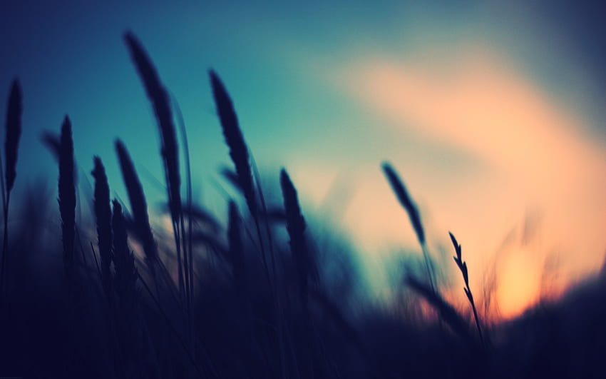 graphy, Nature, Plants, Blurred, Sunset, Depth Of Field / and Mobile Background HD wallpaper