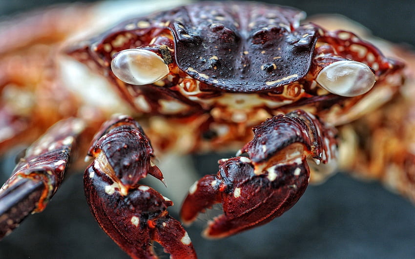 Macro, Spotty, Spotted, Carapace, Shell, Crab, Claws HD wallpaper