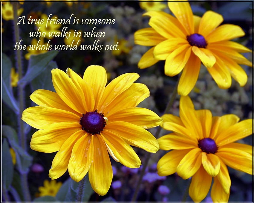 Bist du ein echter Freund..., Freundschaftsspruch, Garten, gelbe Blumen HD-Hintergrundbild