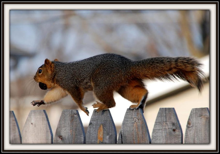 squirrel for Antonija, funny, nature, squirrel, fence HD wallpaper