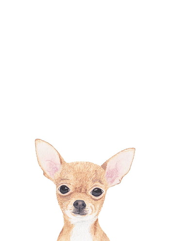 Animal Dog Chihuahua Puppy iPhone Wallpaper  iDrop News