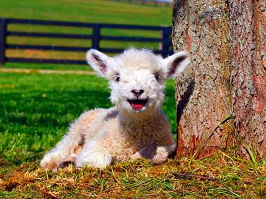 Cute Baby Lamb - . Lovely Creatures. Baby HD wallpaper