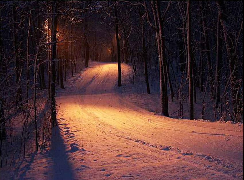 겨울 도로, 밤, 조명, 눈, 나무, 숲 HD 월페이퍼