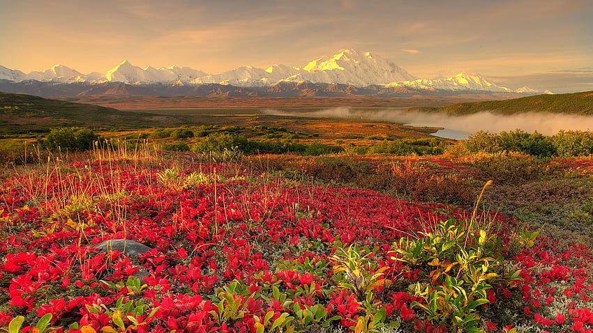 Denali National Park, mountain, Mount McKinley, Alaska, National Park,  preserve, HD wallpaper | Peakpx