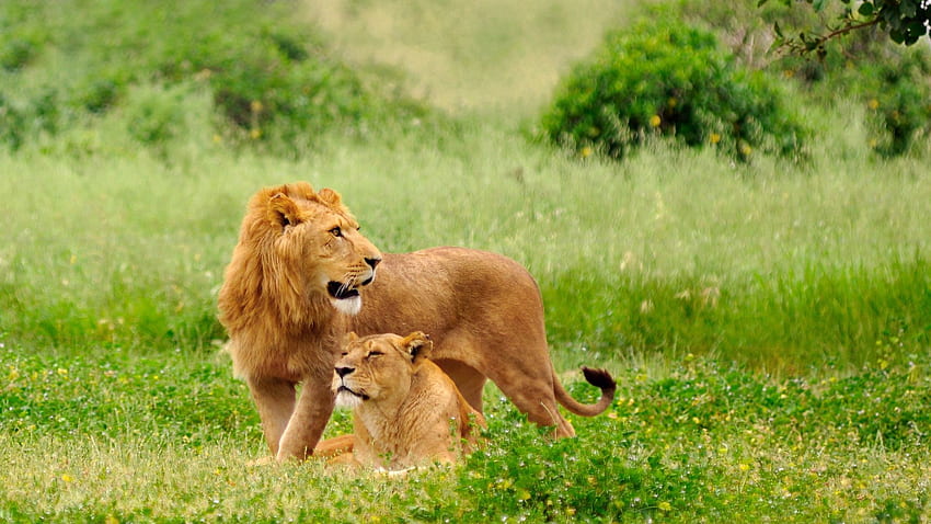 Animals, Grass, Predators, Couple, Pair, To Lie Down, Lie, Lion, Lioness HD wallpaper