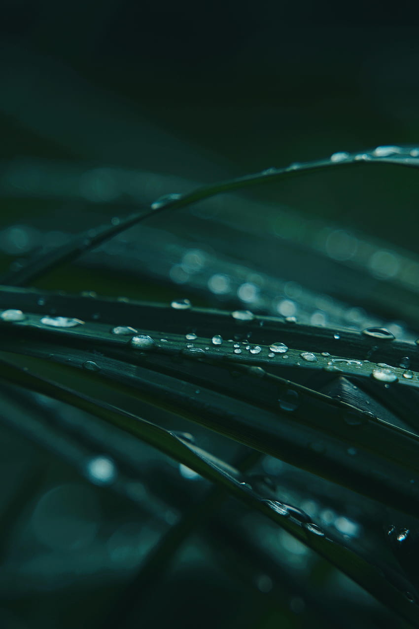 Grass, Drops, Macro, Wet, Dew HD phone wallpaper | Pxfuel