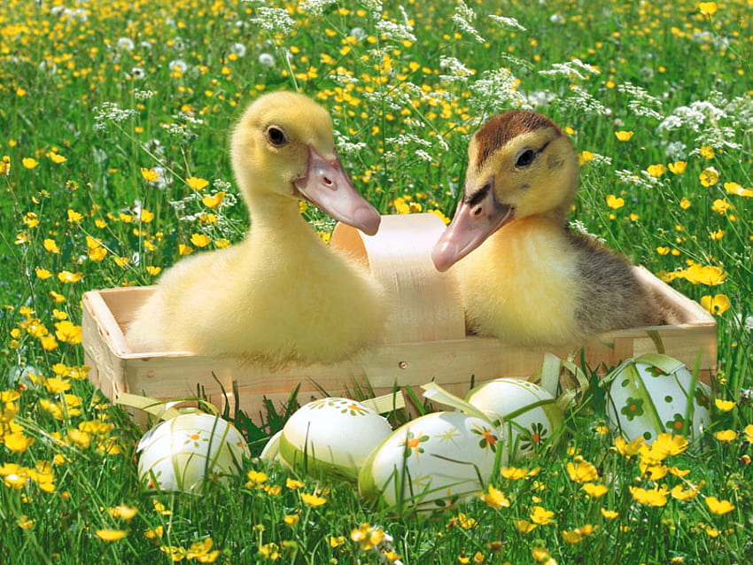 Quick And Quack, web feet, duck, water, ducklings HD wallpaper