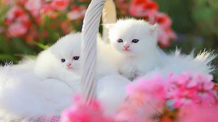 ลูกแมวน่ารักสีชมพู ลูกแมวน่ารักมาก วอลล์เปเปอร์ HD