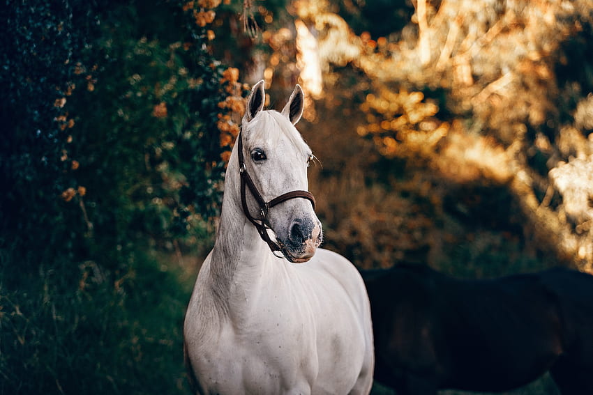 Weiße Katze, Tier, Pferd HD-Hintergrundbild