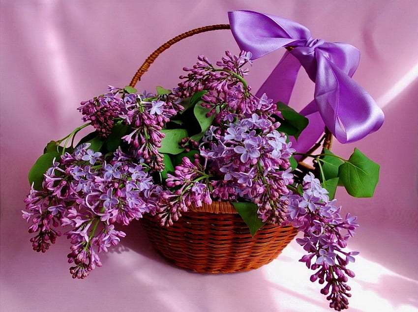 Keranjang musim semi, biru, pita, cantik, segar, bagus, wangi, keranjang, ungu, masih hidup, cantik, kesegaran, bunga, mengharumkan, menyenangkan, ungu Wallpaper HD
