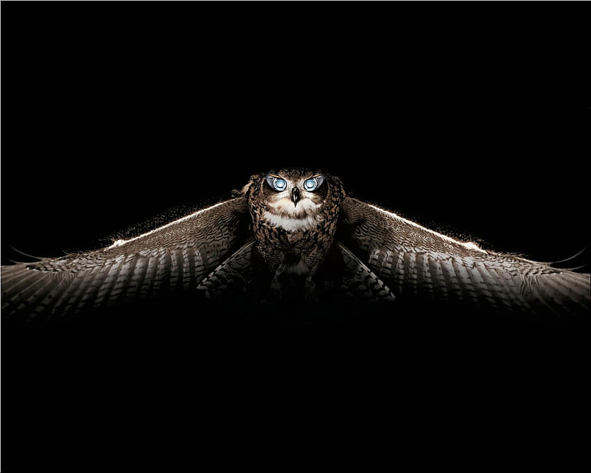 Owl, black, bird, nicht, dark HD wallpaper