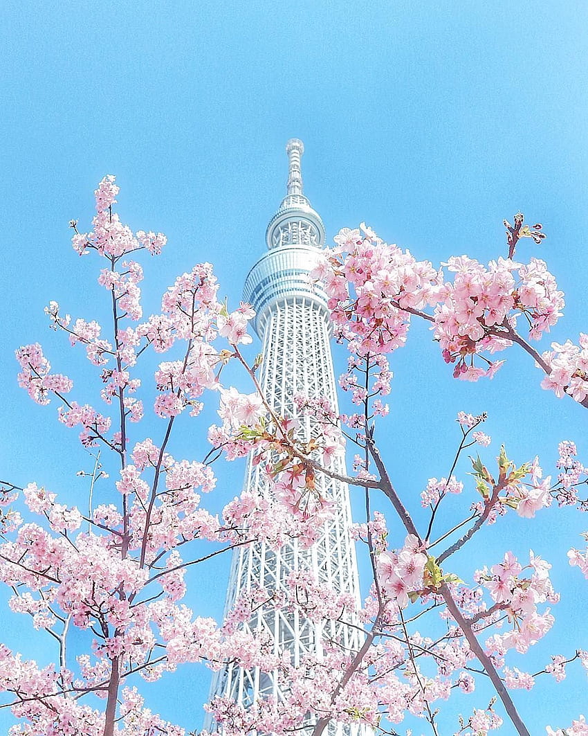 Skytree de Tokio. Japón estético, Tokyo skytree, Torre Eiffel, Sakura Estética fondo de pantalla del teléfono
