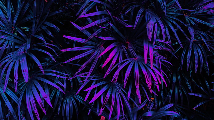 Светеща тропическа гора с листа на тъмен фон. Красива. , черен тропически HD тапет