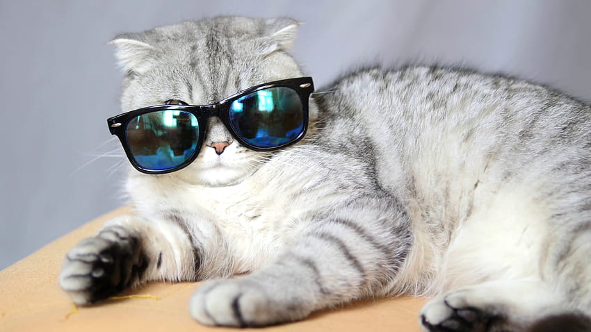 Cat Glasses Cool, Cat Wearing Glasses HD wallpaper