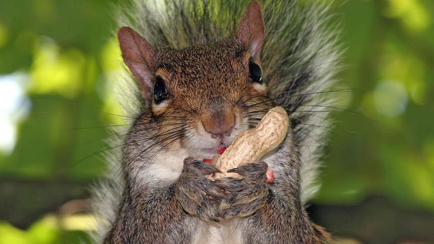 Squirrels :), Baby Chipmunk HD wallpaper