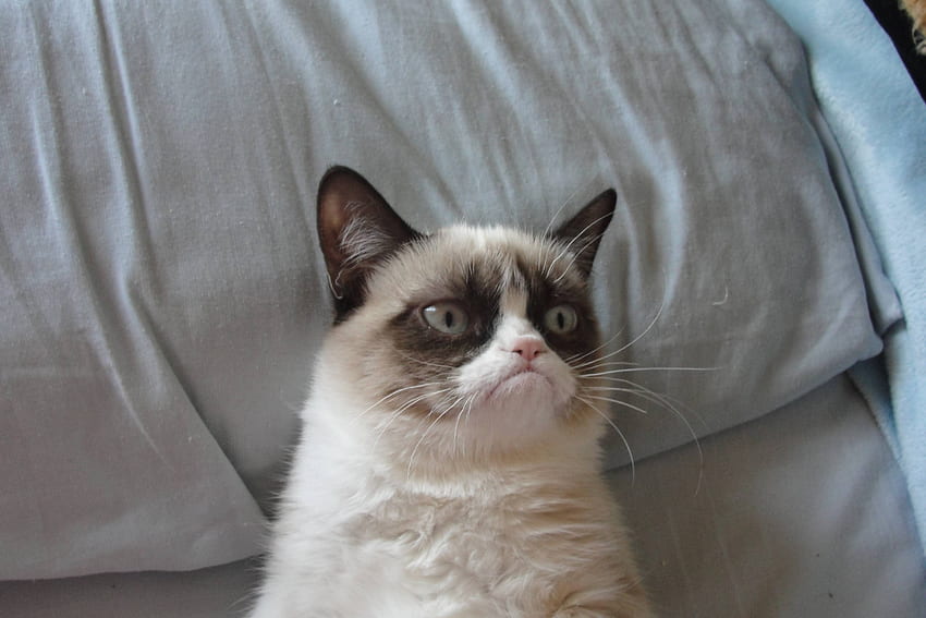 Grumpy Cat Pics, Nope Grumpy Cat HD wallpaper