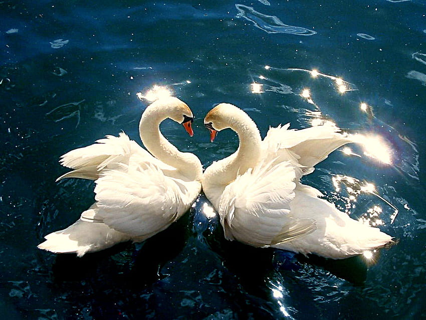 Swans, wings, white, birds, swan, lake HD wallpaper