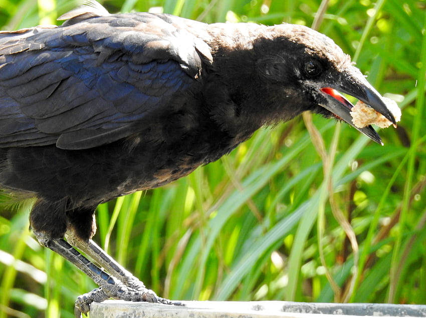 Crow With Bread, Bird, graphy, Bread, Bird Bath, Crow HD wallpaper