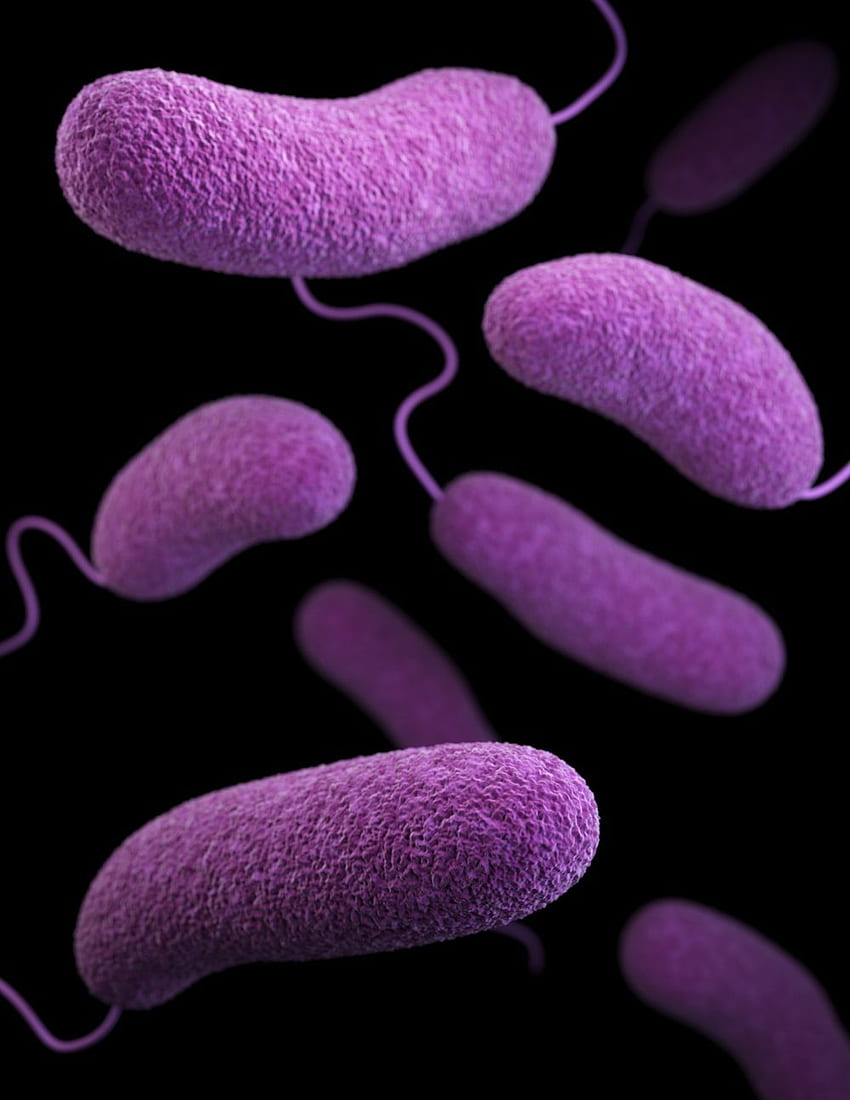 Bakteri [], Mikroorganisme wallpaper ponsel HD