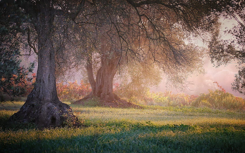 Natur Landschaft Gras Bäume Nebel Sträucher Frieden Meditation. HD-Hintergrundbild