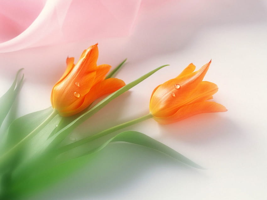 Tulipani arancioni, fiori, arancio, tulipani Sfondo HD
