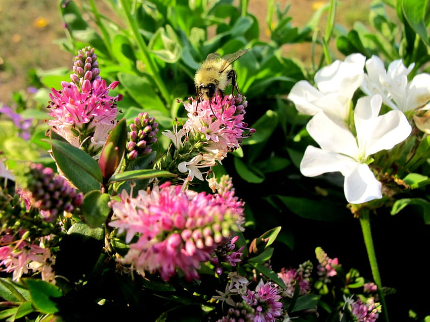 Bee Happy, прашец, слънце, пчела, цвете HD тапет