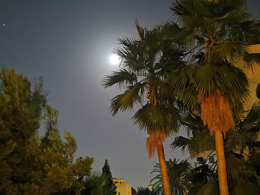 ต้นปาล์มกับดวงจันทร์ ท้องฟ้า Nacht กลางคืน Nyari ฤดูร้อน Mediterran Plam ทะเล Sommer Nyár ต้นไม้ Mond Hold Este Summernight วอลล์เปเปอร์ HD