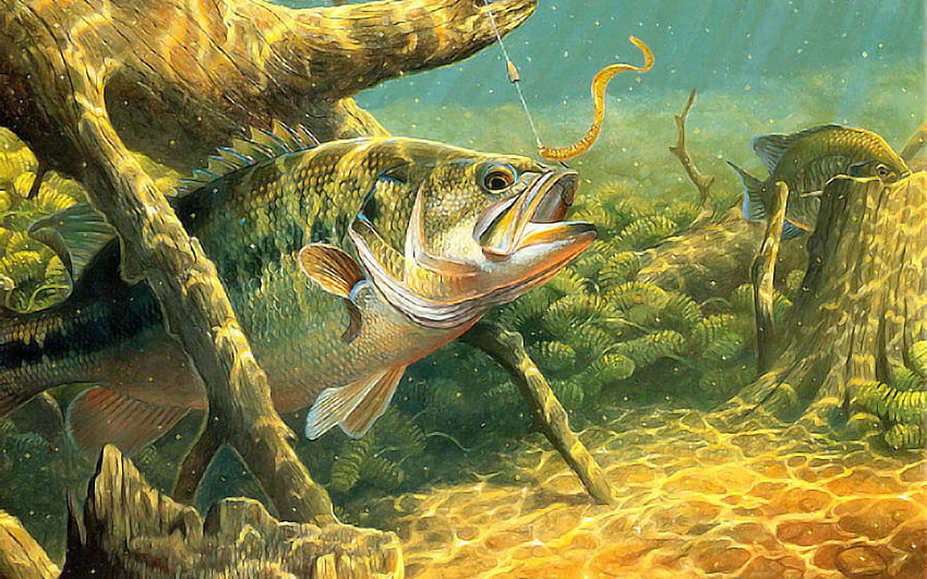 Bass Fishing HD wallpaper