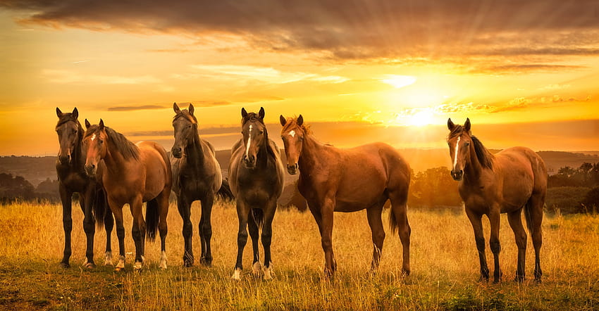 Cavalos, rebanho, pôr do sol, paisagem papel de parede HD