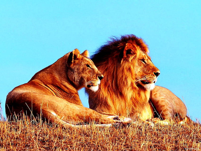 Wildlife, Lion, Masai Lion background. TOP HD wallpaper