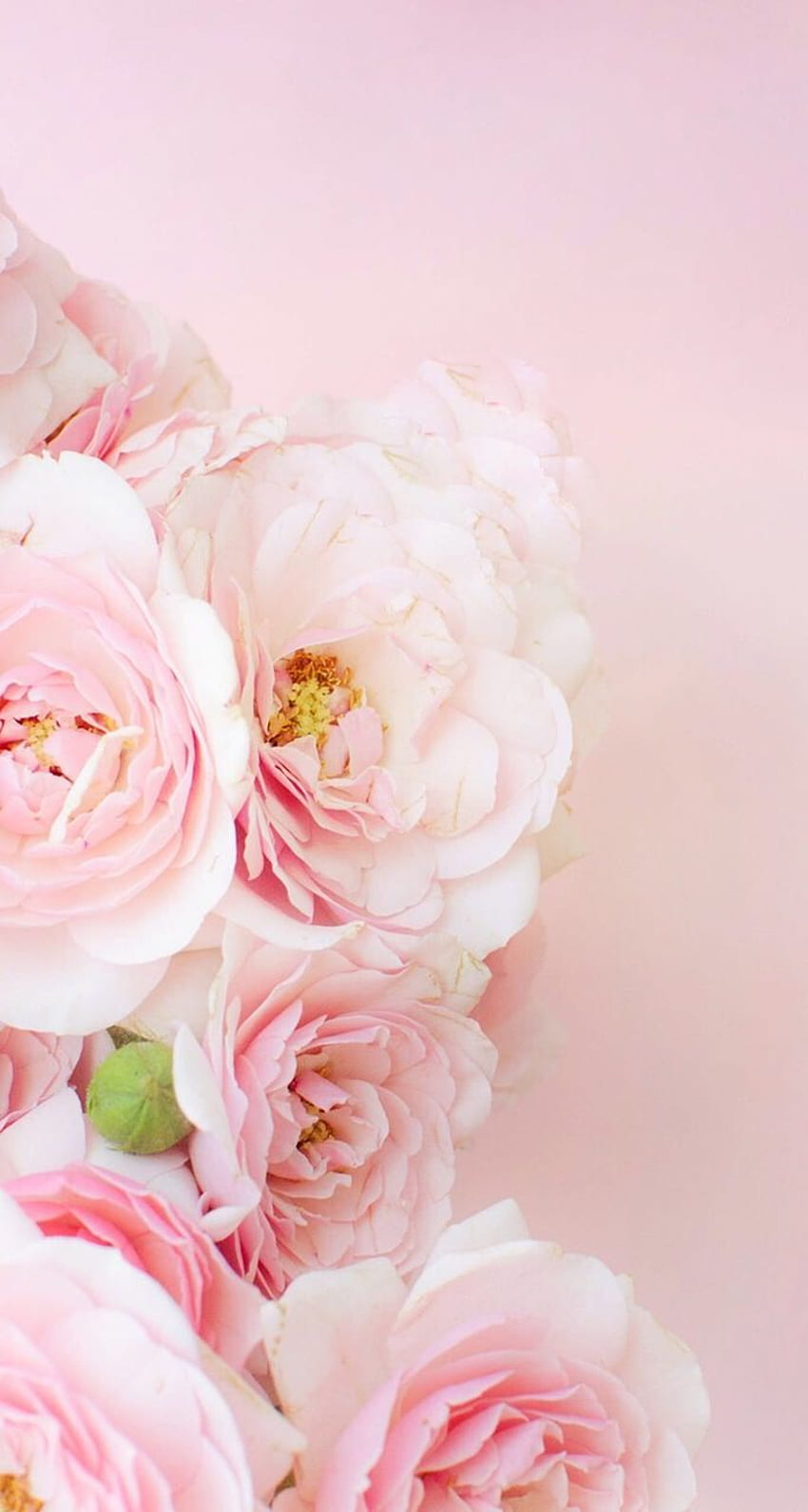きれいな花 iPhone - , きれいな花 iPhone 背景 バット, 美しい花 HD電話の壁紙