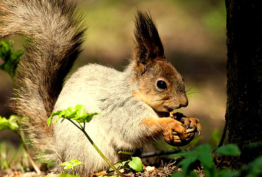 YUMMMY.... Il est tombé de l'arbre à noix!, tronc d'arbre, noix délicieuse, feuilles, écureuil gris, noix, écureuil Fond d'écran HD