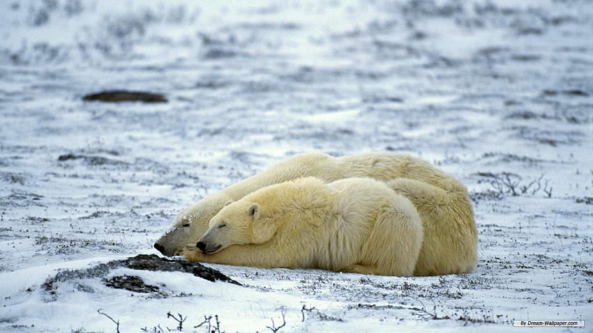 ursos polares, urso, filhote, polar, ursus, ártico papel de parede HD