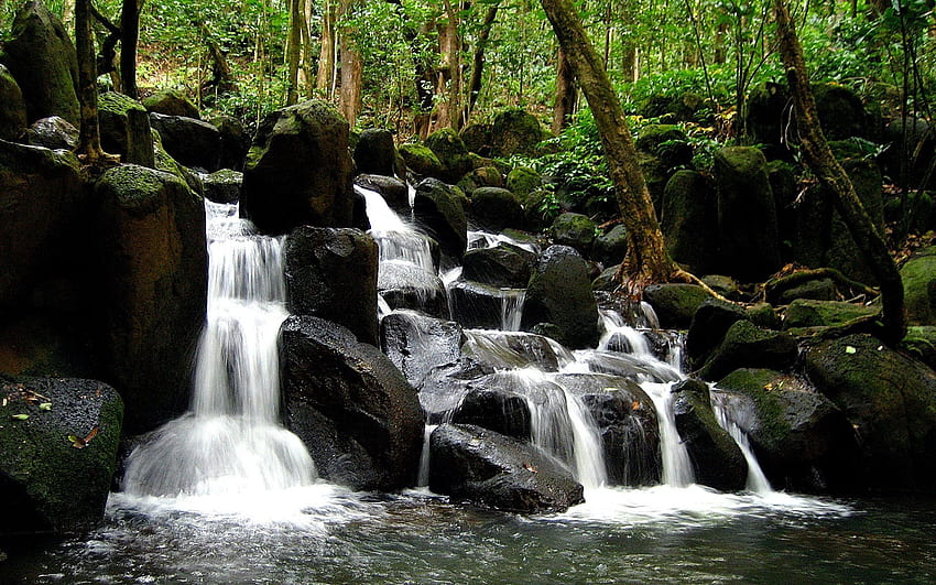 Przyroda, woda, drzewa, kamienie, wodospad, las, pnie, strumienie, przepływy Tapeta HD