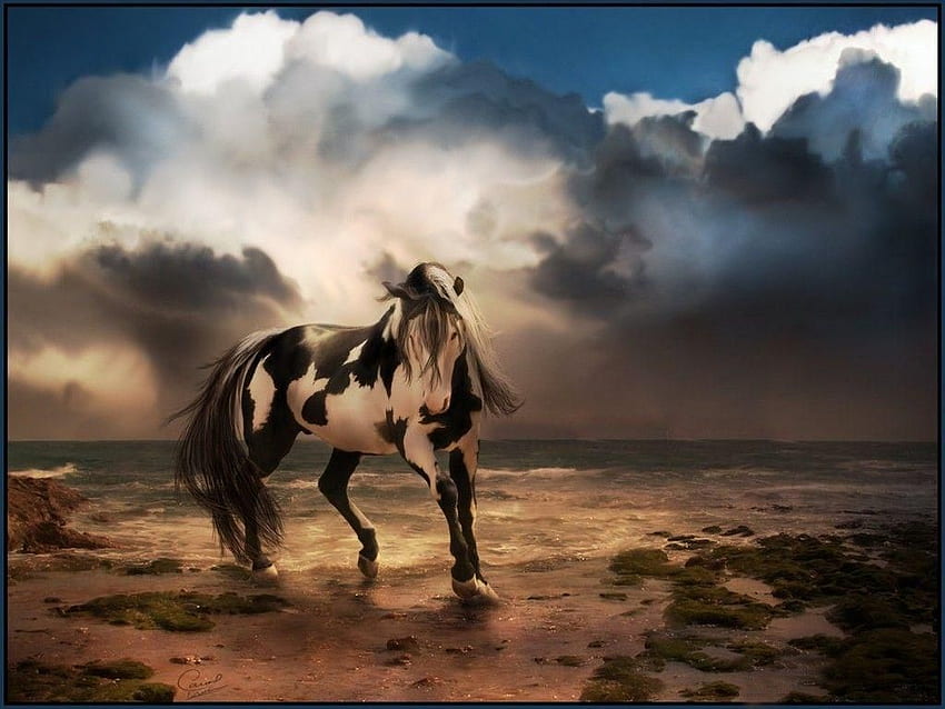 The World`s Most Visited Video Chat Community. Horse , Horses, Beautiful horses, Paint Horse HD wallpaper