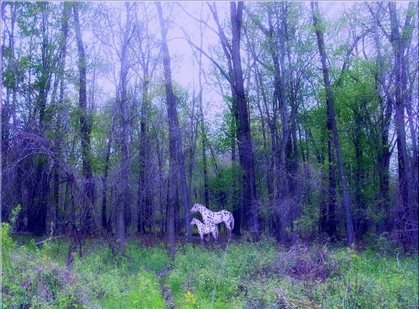 ✰Splendor in Forests✰, grasses, Trees, colors, Nature, wonderful, Horses, Lost, Splendor in Forests, Happy, amazing, Forests, Holidays, white, Greetings, spirits, splendid, magnificent, beautiful, Animals, purple, Winter, fantasy, pretty, green, cool, Seasons, souls, lovely, splendor HD wallpaper