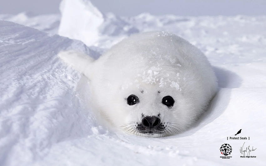 Seal by Nigel Barker : Humane Society International, Baby Harp Seal HD wallpaper